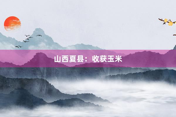 山西夏县：收获玉米